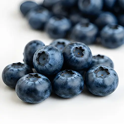 A handful of ripe, fresh blueberries, highlighting harvest freshness.